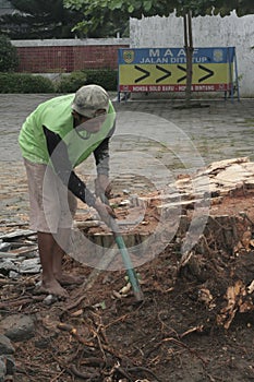 OLD TREE ROOTS SEEKER