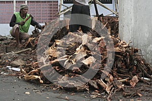 OLD TREE ROOTS SEEKER