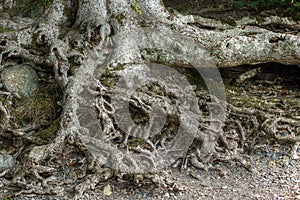 Old tree roots