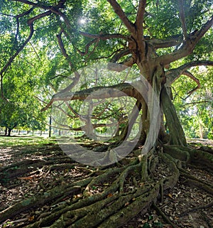 Old tree in the Royal Botanical Garden in Kandy. Sri Lanka