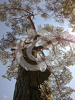 Old tree in Russia