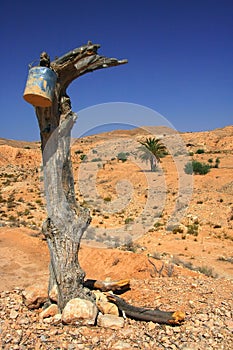 Old tree in the sandy desert in Matmata