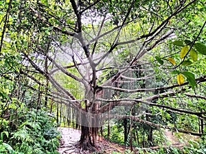 Old banian Tree photo