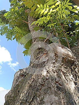 an old tree with a scalded trunk