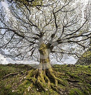 Old Tree, Scotland