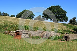 An old tree in the Sevenoaks countryside