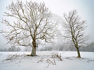 Old tree in silent winter landscape. Snowy field