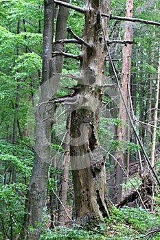 Starý strom v národním parku Slovenský ráj, Slovensko