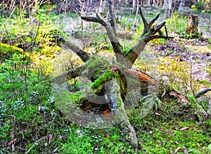 Old tree snag