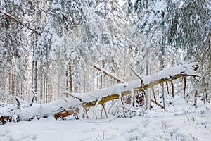 Old tree snag lying down in a winter forest