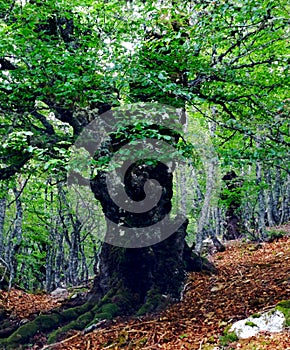 Old tree in spring with green leaves