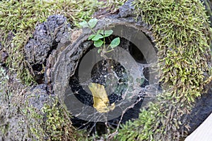 old tree stamp .become overgrown. with spyder webs