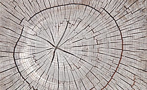 Old tree stamp texture background