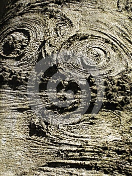 Old tree stem cross section