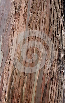Tree stem texture natural background.