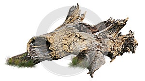 Cut out tree stump. Dead tree.