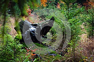 old tree stump in the autumn forest among the pines