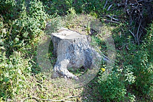 Old tree stump on a background of green grass