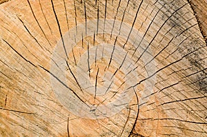 Old tree stump background,weathered wood texture with the cross section of a cut log