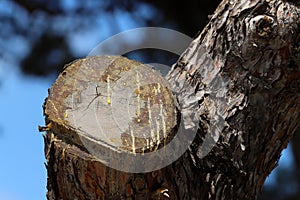 An old tree stump in a clearing in a city park.