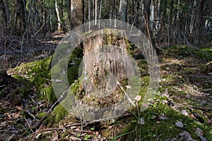 Old tree stump close-up in the dense forest.