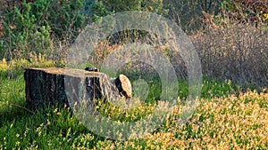 Old tree stump covered in a beautiful type of grass