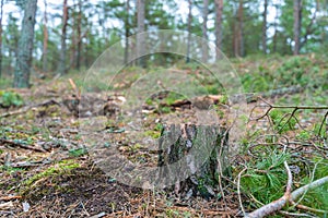 Old tree stump covered with moss in the coniferous forest, beautiful landscape