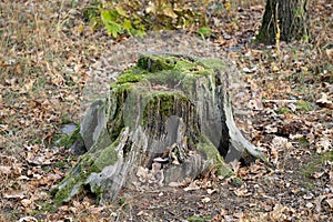 Old tree stump covered with moss in the deciduous forest