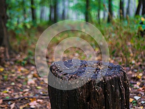 Old Tree stump after cutting a tree in autumn forest. Autumn forest landscape.