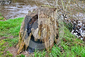 Old Tree Stump