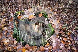 old tree stump with fallen leaves in autumn