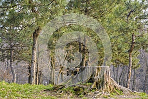 Old tree stump