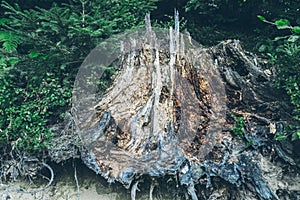 Old tree stump in forest