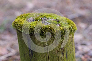 An old tree stump in the forest is covered with green moss