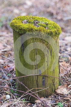 An old tree stump in the forest is covered with green moss
