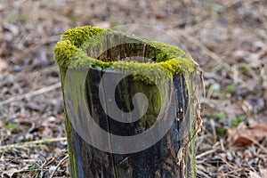 An old tree stump in the forest is covered with green moss