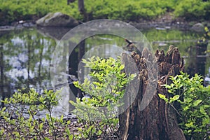 Old tree stump in front of forest marsh, trees reflected