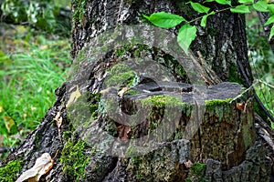 Old tree stump in green autumn forest. Dead oak tree and moss