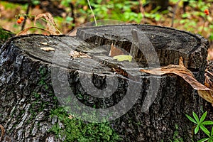 Old tree stump in green autumn forest. Dead oak tree and moss