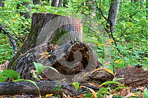 Old tree stump in green autumn forest. Dead oak tree and moss