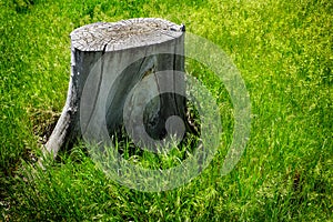 Old Tree Stump in Green Grass