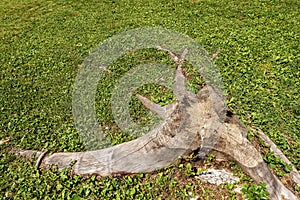 Old Tree Stump on a Green Grass