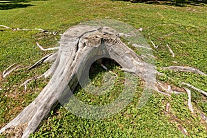 Old Tree Stump on a Green Grass