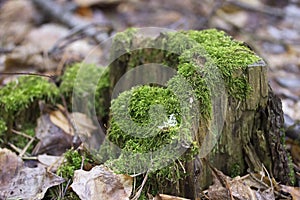 Old tree stump with green moss in spring forest. Natural background.