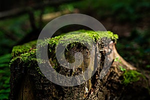 Old tree stump with growing moss in the forest