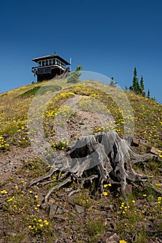 Old Tree Stump and Huckleberry Mountain Fire Tower