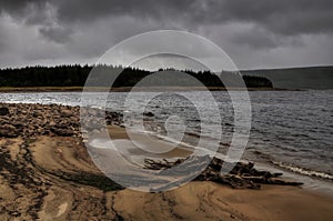 Old tree stump on lakeÂ´s sandy beach