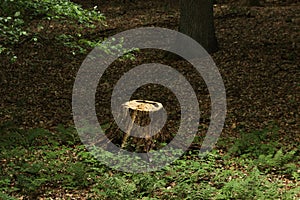 Old tree stump on the lawn with green fern in spring forest, beautiful landscape. Nature background. Lumbering concept.