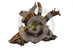 Old tree stump with moss isolated on white