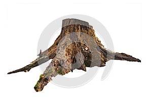 Old tree stump with moss isolated on white